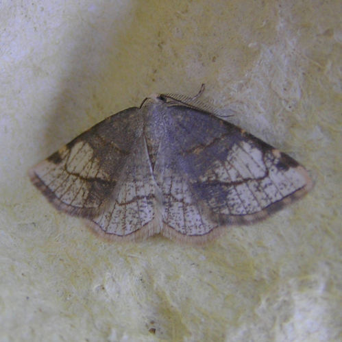 Stegania trimaculata.jpg © Fvlamoen