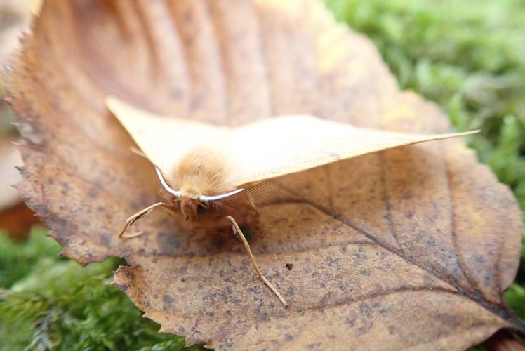 2018-11-04 Colotois pennaria (2).jpg © Andrawaag