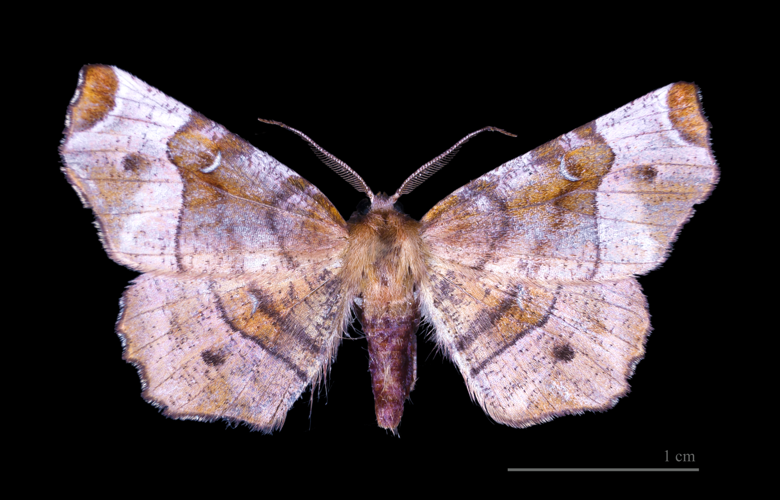 Selenia tetralunaria MHNT dos.jpg © Didier Descouens