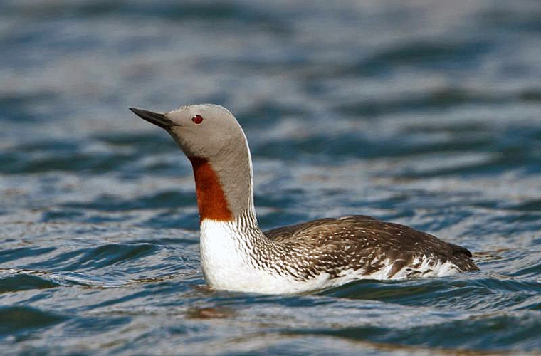 Gavia stellata -Iceland -swimming-8.jpg © Ómar Runólfsson