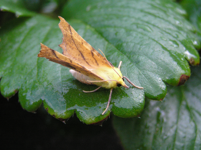 Ennomos alniaria FvL.jpg © Fvlamoen