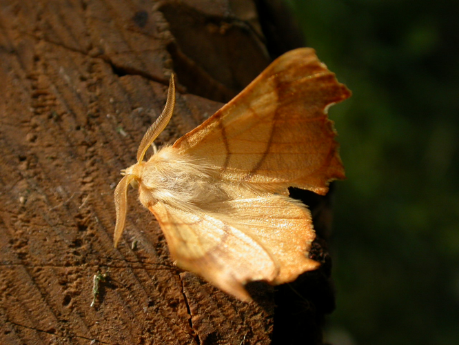Ennomos fuscantaria.jpg © Donald Hobern from Canberra, Australia