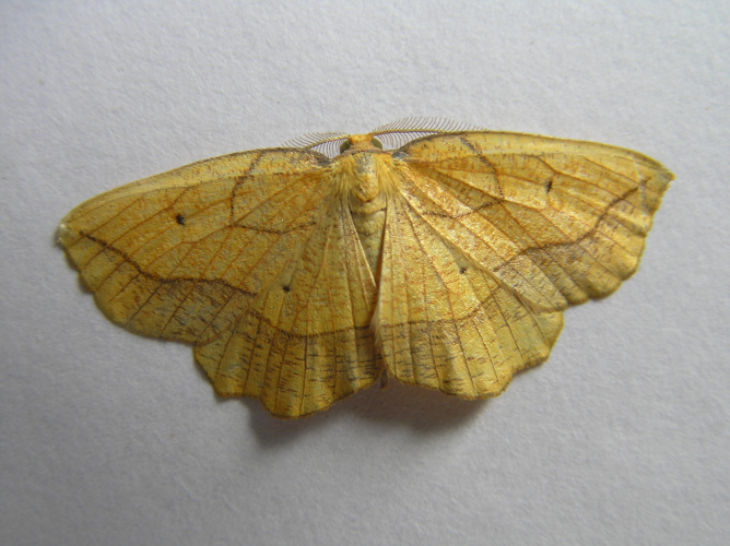 Epione repandaria FvL.jpg © Fvlamoen