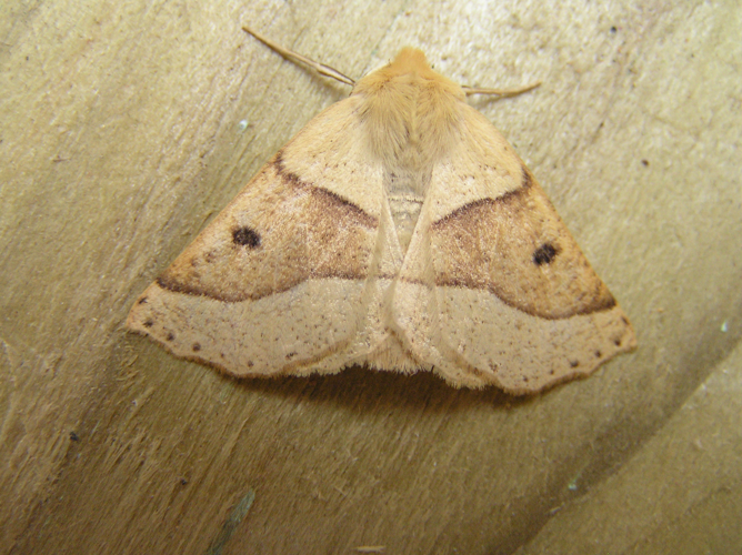 Crocallis elinguaria.jpg © Fvlamoen