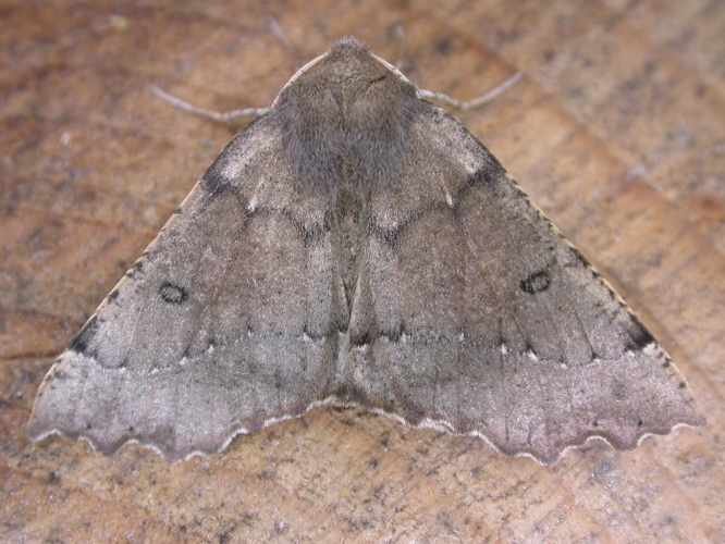 Odontopera bidentata.jpg © Donald Hobern