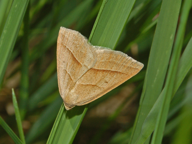 Geometridae - Petrophora chlorosata.JPG © Hectonichus