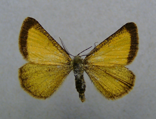 Isturgia limbaria.jpg © Dumi