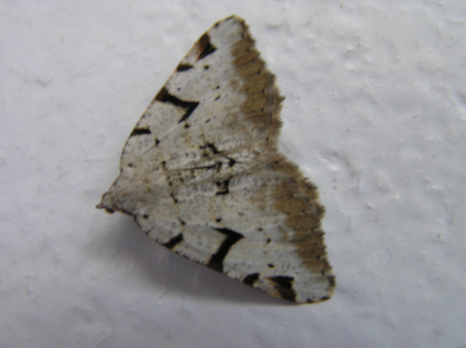 Macaria wauaria.jpg © Fvlamoen