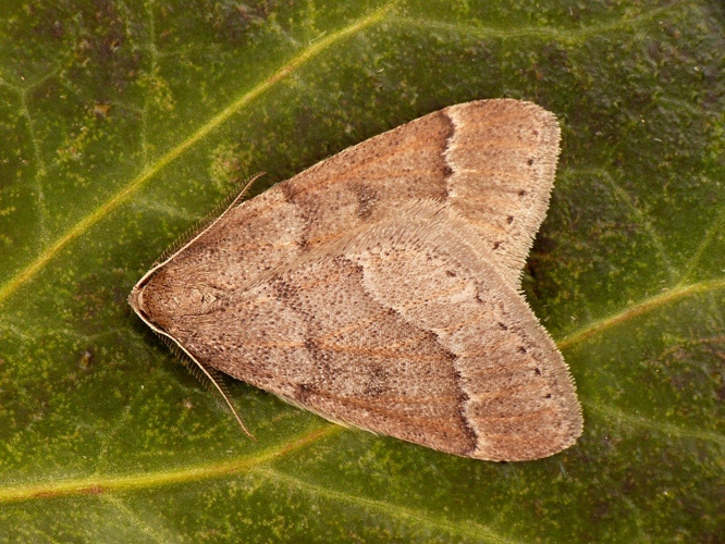 Theria rupicapraria.jpg © František ŠARŽÍK