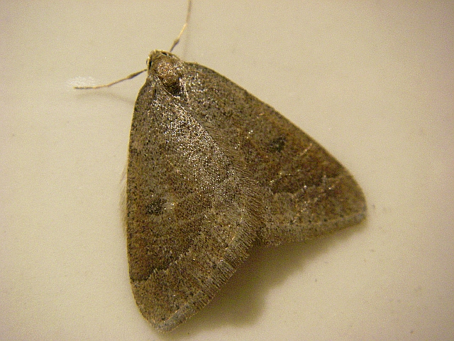 Theria primaria.jpg © Lymantria