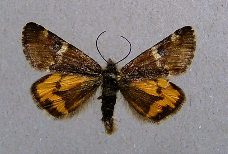 Archiearis parthenias.jpg © Dumi