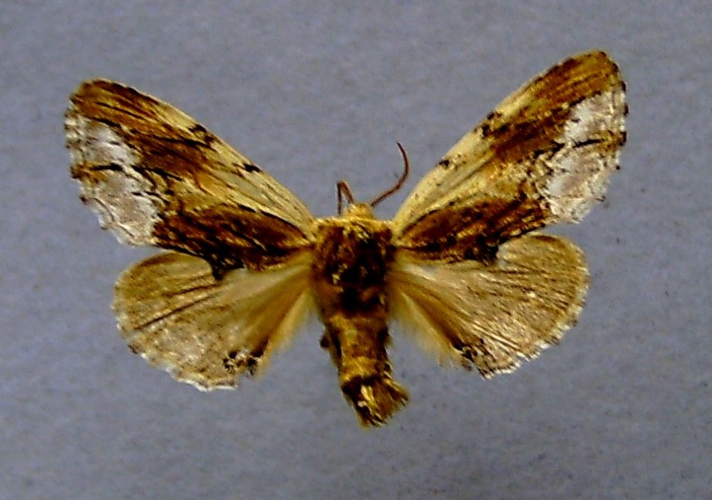 Ptilodon cucullina.jpg © Dumi