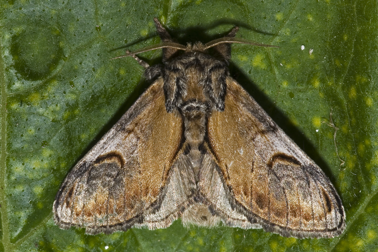 Notodonta.ziczac.7487.jpg © picture taken by Olaf Leillinger