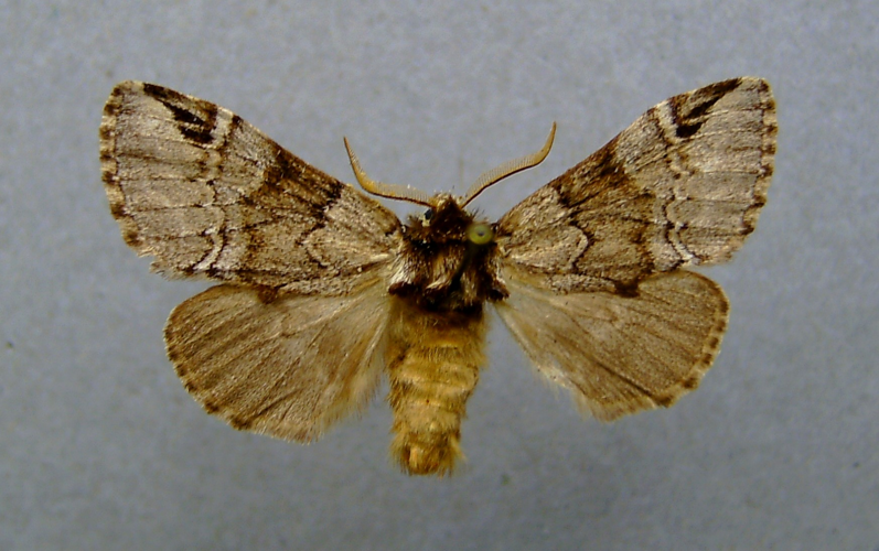 Drymonia obliterata.jpg © Dumi