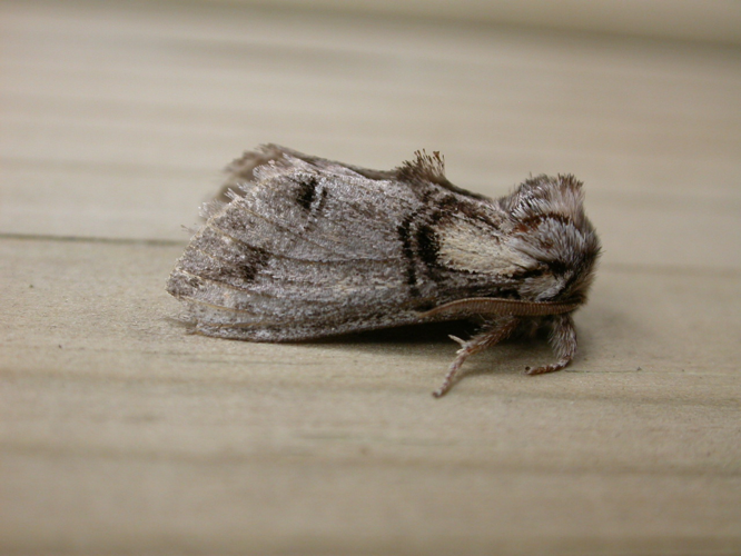 Drymonia velitaris.jpg © Donald Hobern from Canberra, Australia