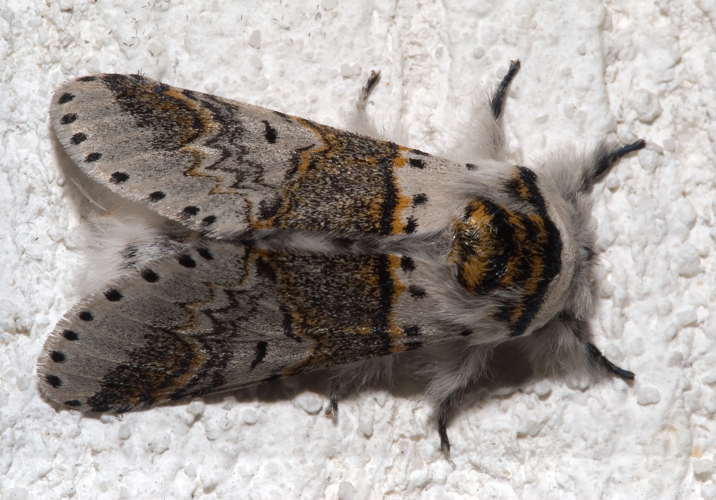 Furcula furcula02.jpg © Kulac