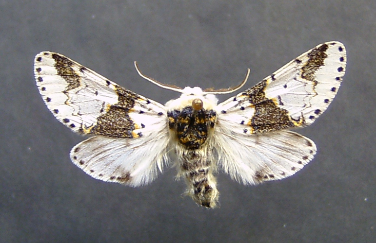 Furcula bicuspis.jpg © Dumi