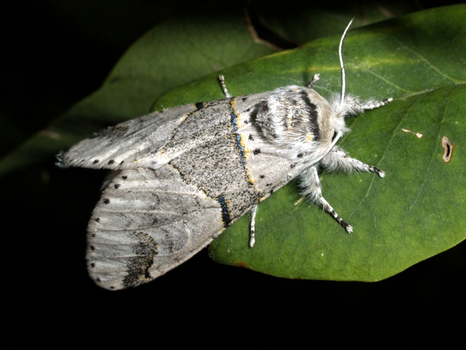 Furcula bifida .jpg © Fturmo