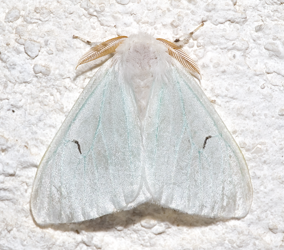 Arctornis L-nigrum01.jpg © Kulac