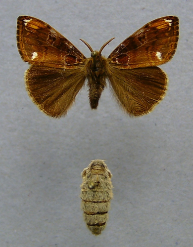 Orgyia recens.jpg © Dumi