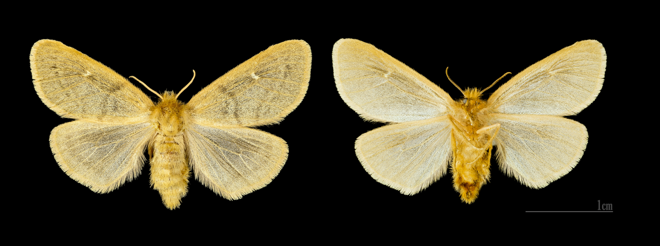 Ocneria rubea MHNT.CUT.2012.0.357 Monteils (Gard) Female.jpg © Didier Descouens