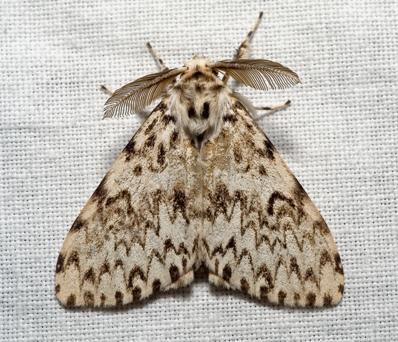 Lymantria monacha02.jpg © Kulac