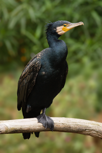 Phalacrocorax carbo Vic.jpg © JJ Harrison (https://www.jjharrison.com.au/)