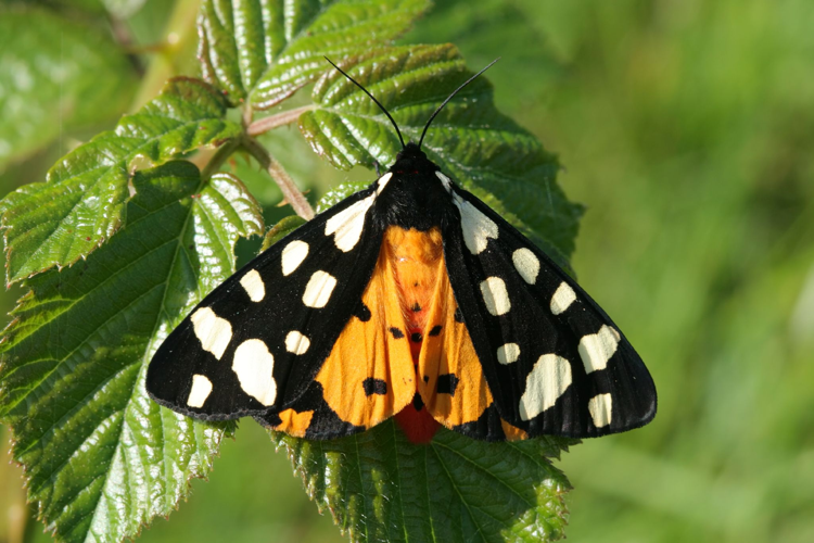 Cream-spot Tiger moth - Arctia villica.jpg © Danny Chapman