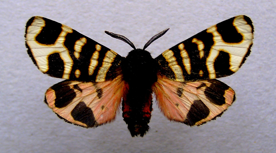 Arctia festiva.jpg © Dumi