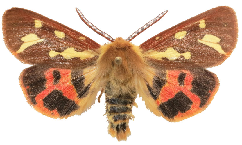 Hyphoraia testudinaria male.jpg © Lsadonkey