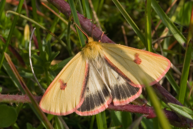 Diacrisia sannio-06.jpg © Svdmolen