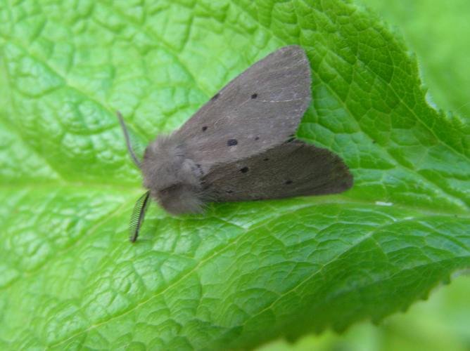 Diaphora mendica man.jpg © Fvlamoen