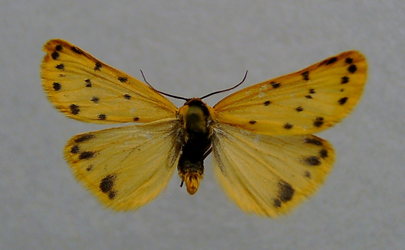 Setina roscida.jpg © Dumi