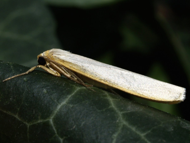 Eilema caniola2.jpg © Fturmo