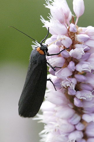 Atolmis.rubricollis.jpg © James K. Lindsey