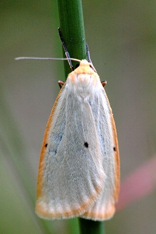 Cybosia.mesomella.jpg © James K. Lindsey