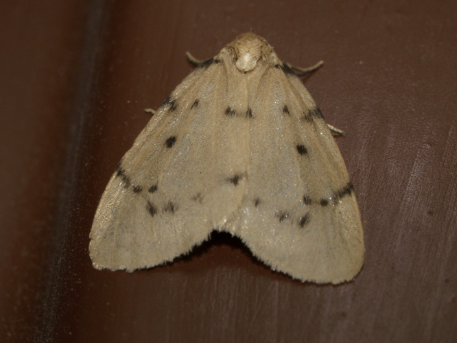 Paidia rica.jpg © Fturmo