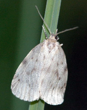 Nudaria.mundana.jpg © James K. Lindsey