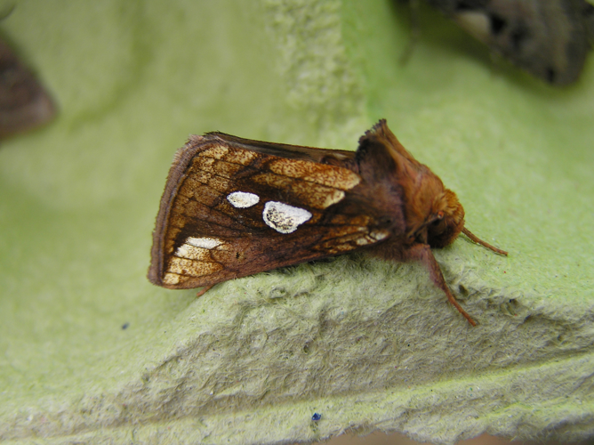 Plusia festucae.jpg &copy; Fvlamoen (Fvlamoen 15:00, 24 April 2007 (UTC))