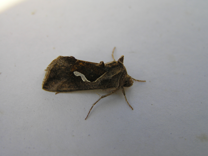 Macdunnoughia confusa FvL.jpg © Fvlamoen