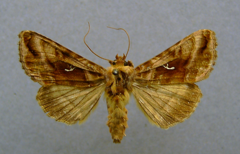 Autographa jota.jpg © Dumi