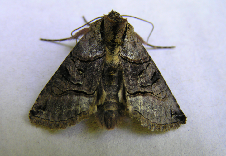 Abrostola tripartita FvL.jpg © Fvlamoen
