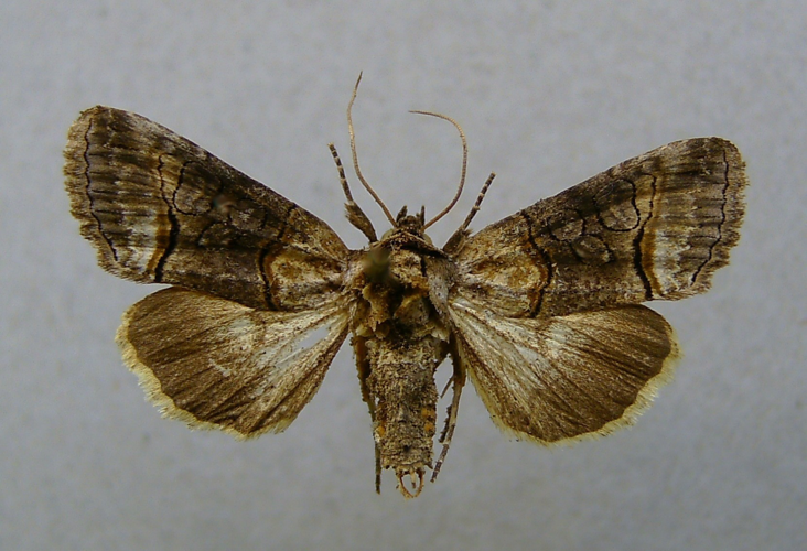 Abrostola asclepiadis.jpg © Dumi