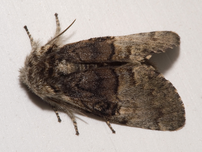 Colocasia coryli02.jpg © Kulac