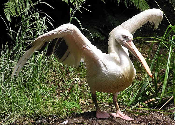 Pelican.great.white.arp.750pix.jpg © Arpingstone