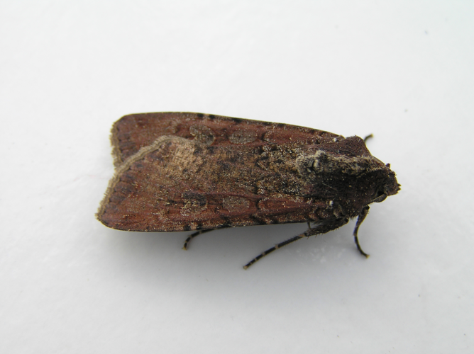 Peridroma saucia FvL.jpg © Fvlamoen