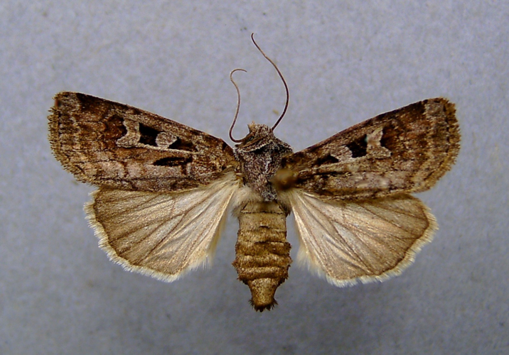 Euxoa recussa.jpg © Dumi