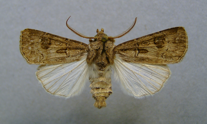 Agrotis bigramma.jpg © Dumi