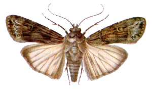 Agrotis ipsilon (ento-csiro-au).jpg © Unknown