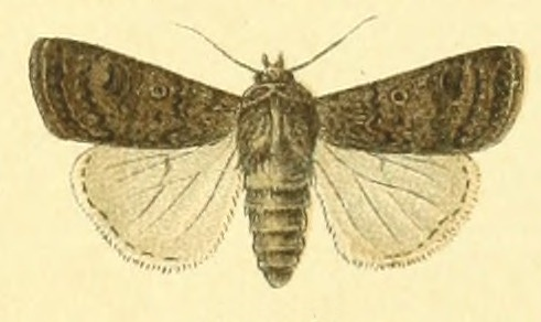 Euxoa trux m.jpg © Unknown. (Editor: Adalbert Seitz)